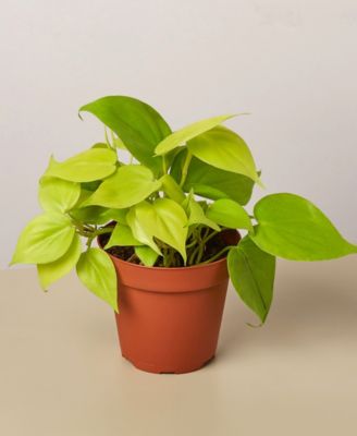 House Plant Shop